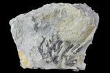 Graptolite Fossil - Rochester Shale, NY #68906-1